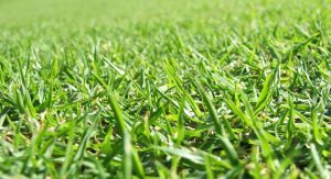 fertilizing programs
