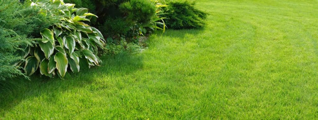 green lawn and healthy plants due to landscape management